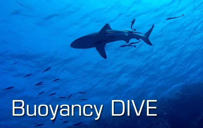 SCUBA program Buoyancy DIVE | SCUBA Tribe DIVE CENTER - 1